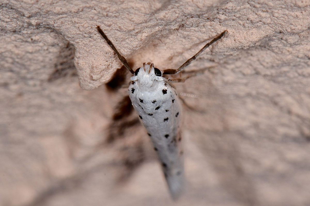 Yponomeutidae? S, Y. cagnagella (Cfr)